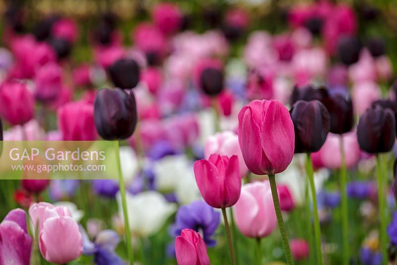 Keukenhof Gardens in spring.  Colourful spring border, pink, purples and white