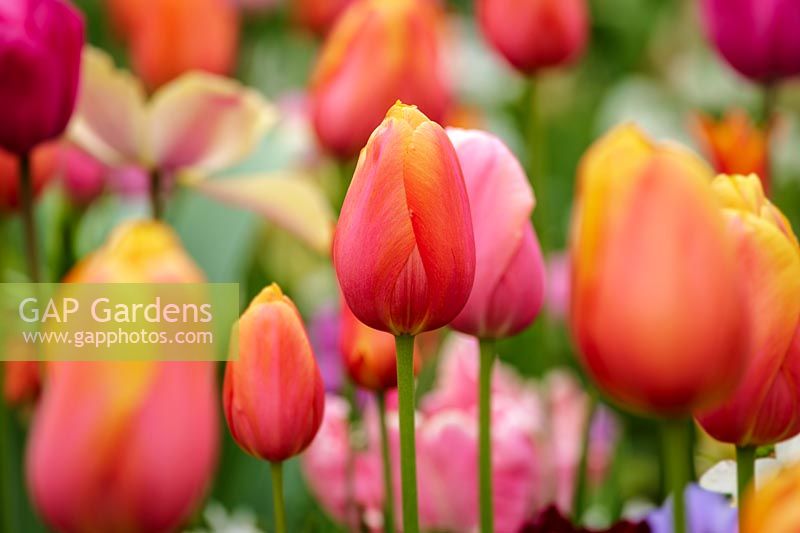 Keukenhof Gardens in spring.  Colourful spring border, orange tulips