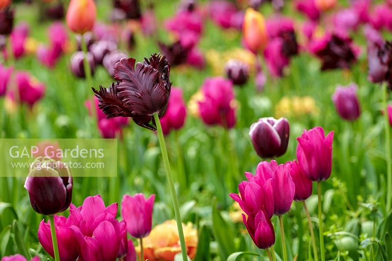 Keukenhof Gardens in spring.  Colourful spring border