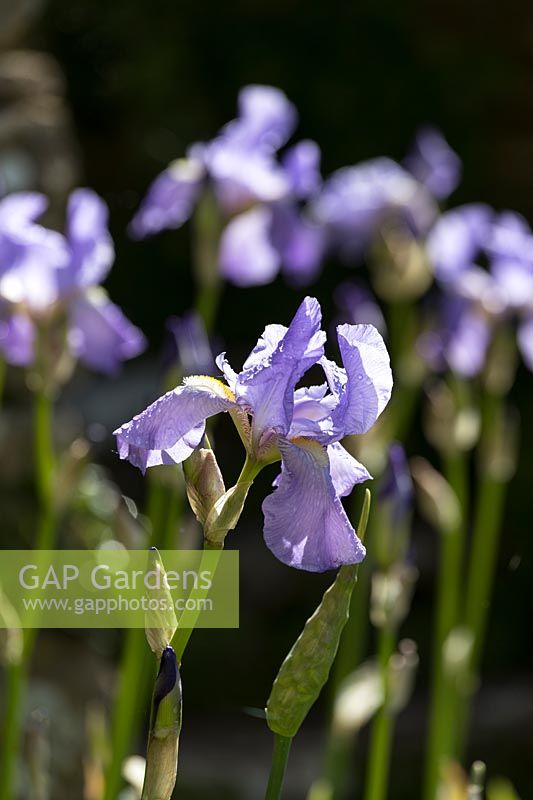 Blue bearded Iris in summer time garden