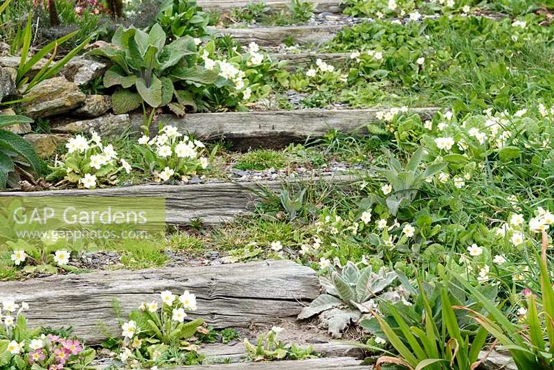 Primroses grow around railway sleeper steps in spring garden