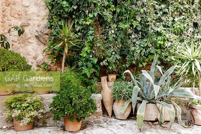 Houseplants and succulents in terracotta pots outside houses in Pretty village of Fornalutx, near Soller, Mallorca, Spain