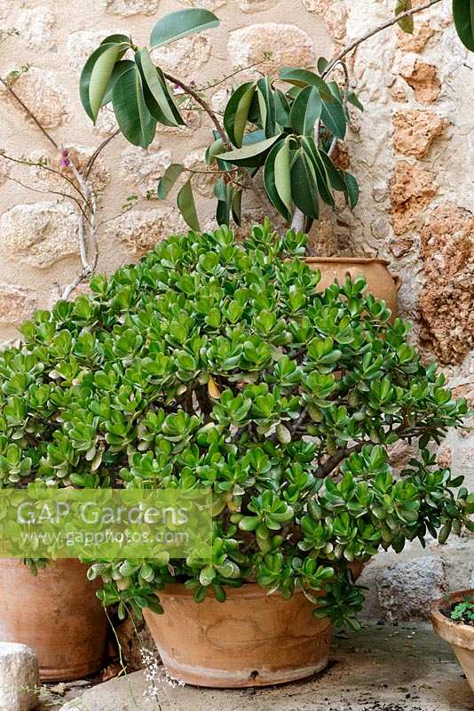 Large Money Plant, Crassula ovata in pot