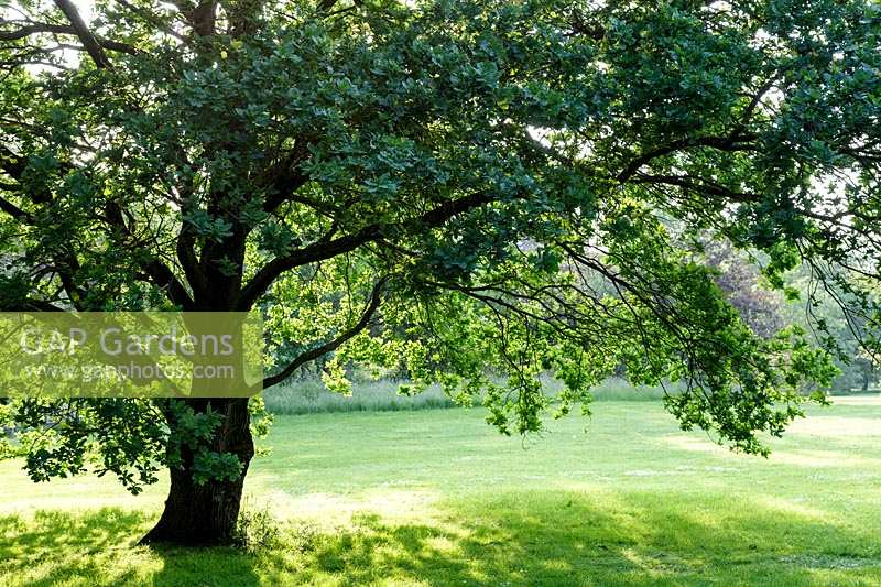 Oak tree at Kew Gardens, London, late afternoon sunlight
