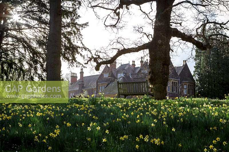 Daffodils growing in spring lawn at Bristol University Botanic Garden, Bristol, UK