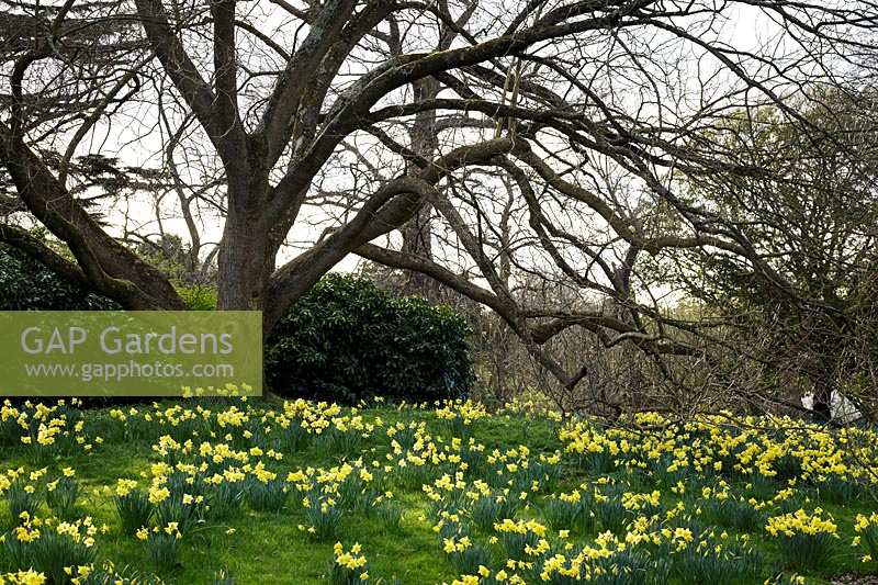 Daffodils in spring time at Kew Gardens, London, UK