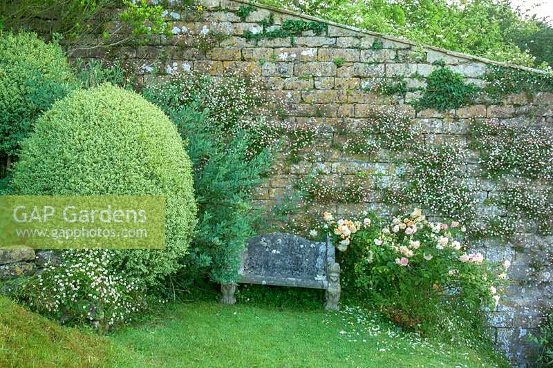 Mapperton Gardens, Dorset, UK ( Sandwich ) enchanting romantic summer garden, stone seat at base of wall with Erigeron, Roses