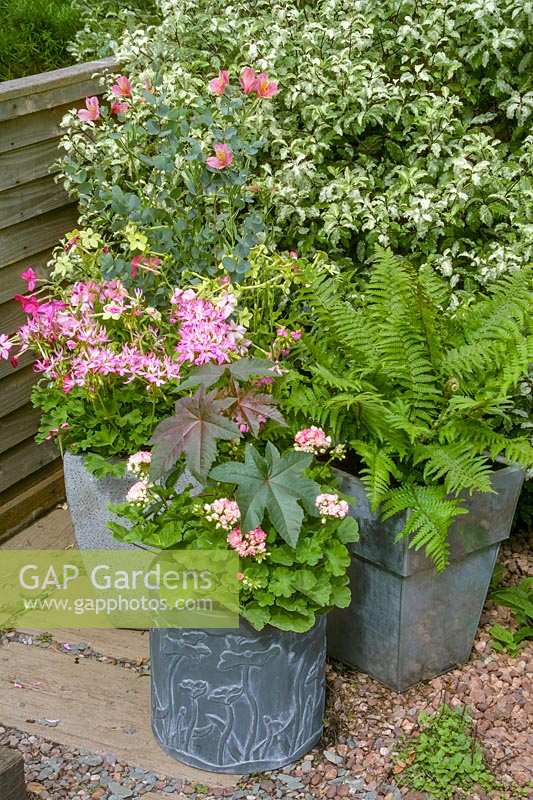 Contemporary collection of metal pots with foliage exotics in small garden