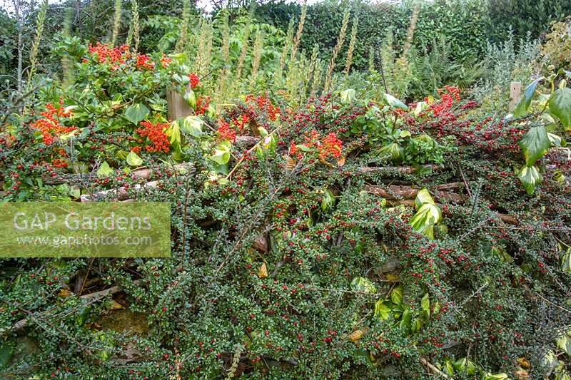 Pinsla Garden, Cornwall, UK. Late summer garden with informal planting, Cotoneaster horizontalis hedge and fence