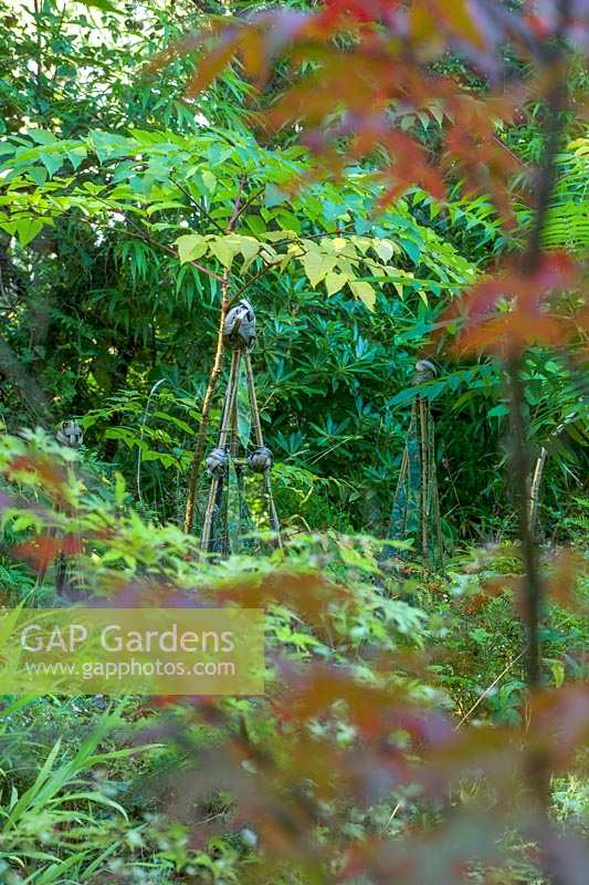 Pinsla Garden, Cornwall, UK. Late summer garden , rustic plant supports in woodland garden