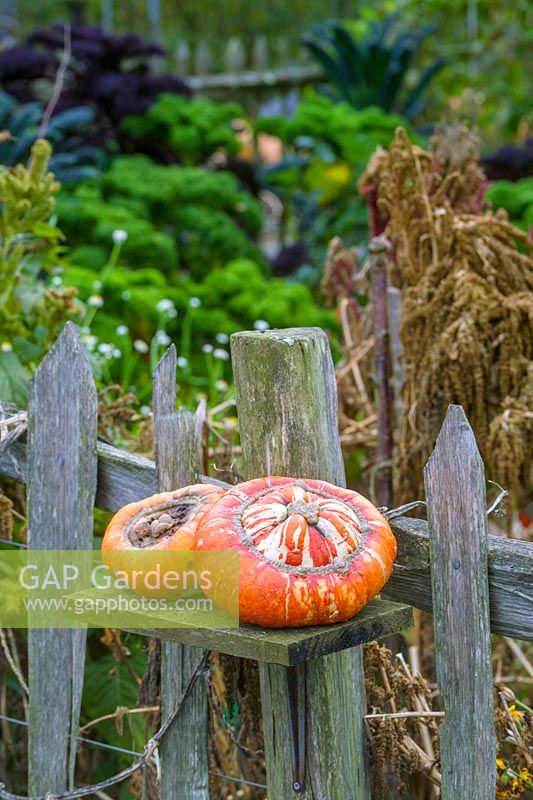 Rosemoor Garden, ( RHS ) Devon, UK. Gourds in autumn
