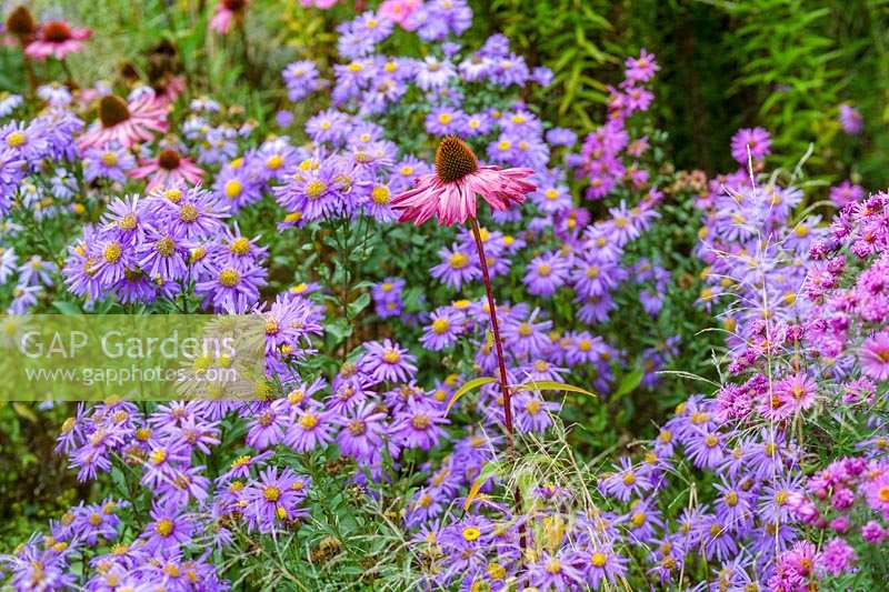 Old Court Nuseries ( Paul Picton ) autumnal beds, Echinacea purpurea  with Asters in autumnal beds