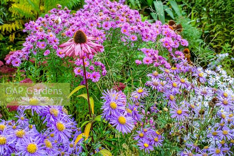 Old Court Nuseries ( Paul Picton ) autumnal beds, Echinacea purpurea  with Asters in autumnal beds