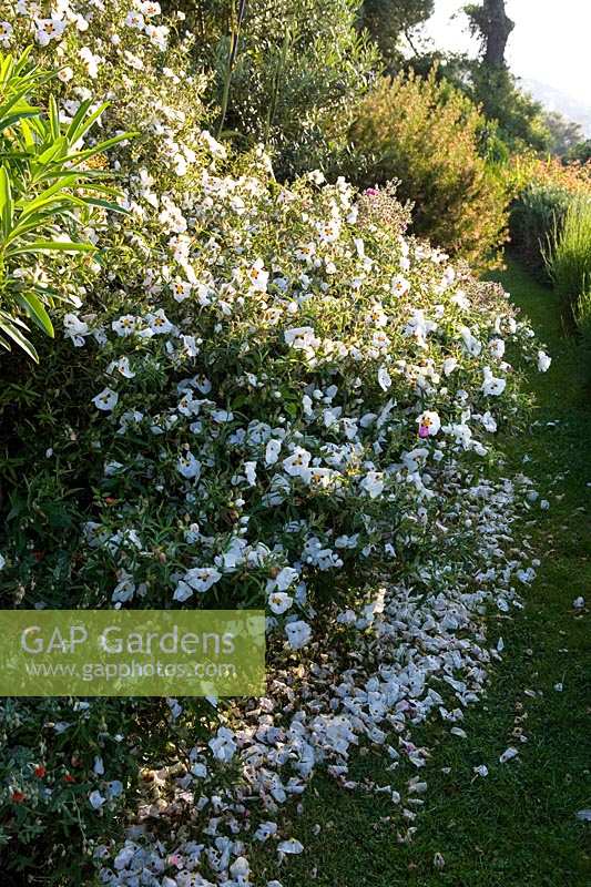 The Moult, Salcombe, Devon,UK ( Owner R. Seal ). Summer garden by the sea. White Cistus with fallen petals