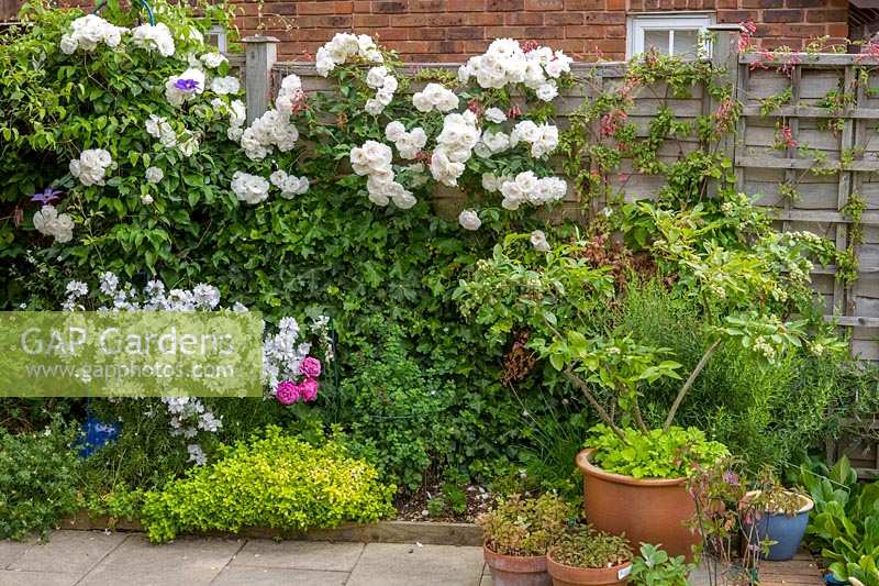 18 Queens Gate, Bristol, UK ( Sheila White ) small town garden in summer. wooden boundary fence covered with rosa 'Iceburg' and other climbers