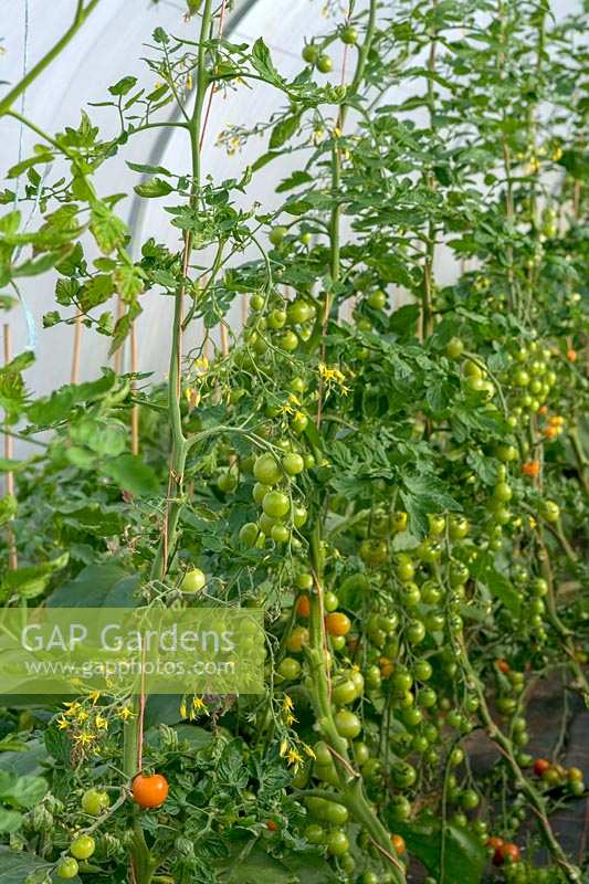 Green tomatoes growing in greenhouse