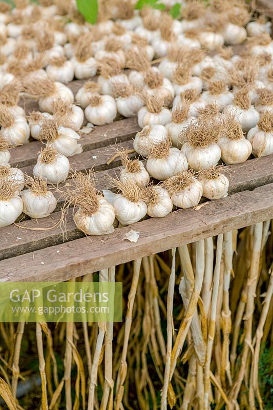 Garlic bulbs drying out on greenhouse bench