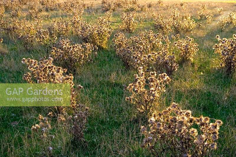 Field of thistles in late summer sun