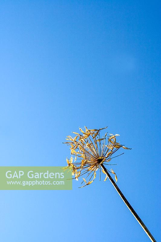 Wintery seedhead against blue sky