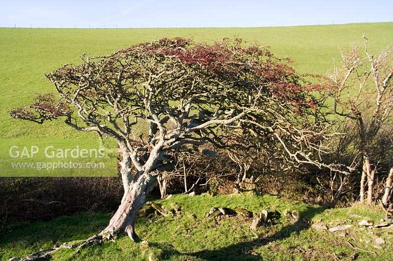 Stunted hawthorn tree at edge of field in winter