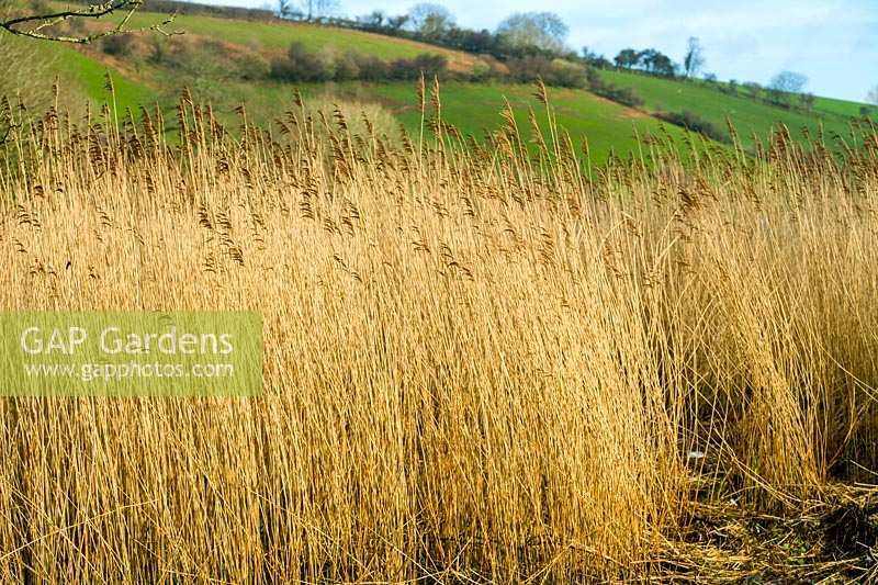Reeds ( Phragmites australis ) next to river in South Devon