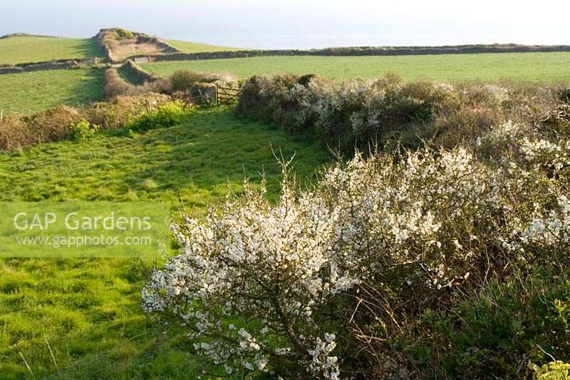 Blackthorn blossom ( Prunus spinosa ) at edge of field leading to the sea