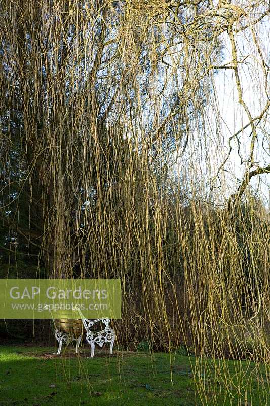 Sherborne Garden, Litton, Somerset ( Southwell ). Early spring, Salix xsepulcralis ( weeping willow )