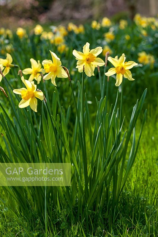 Clump of Daffodils in spring sunshine