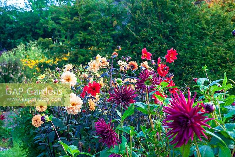 Perrycroft, Herefordshire. ( Archer ) autumn garden with Dahlias and Kniphofia rooperi,( PR available )