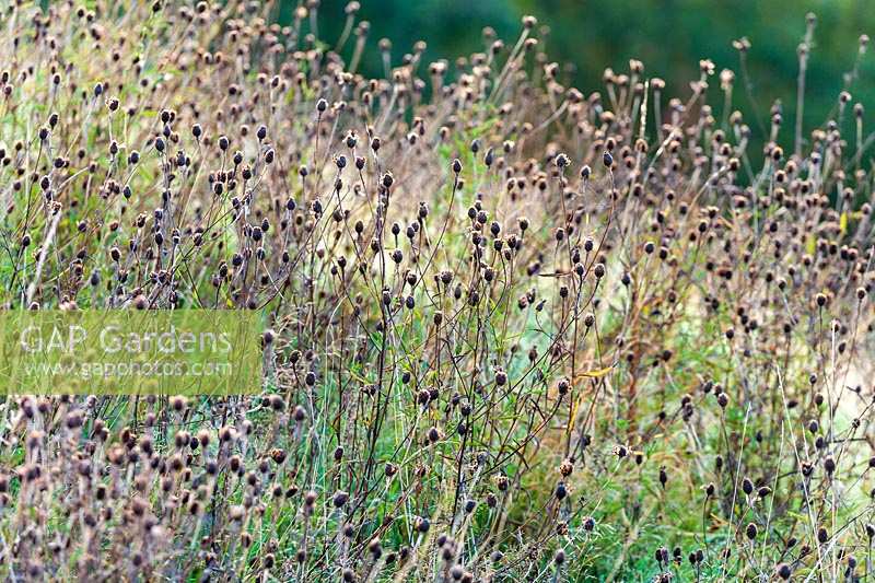 Perrycroft, Herefordshire. ( Archer ) seedheads in rough lawn