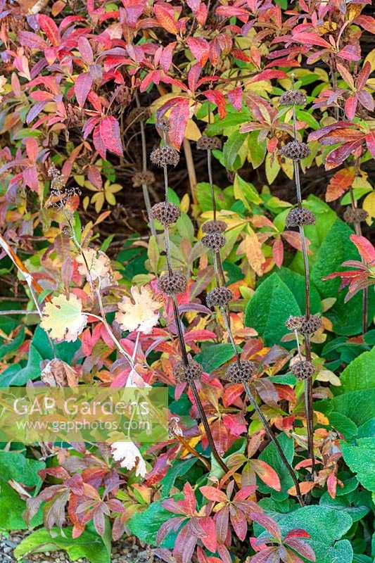 Perrycroft, Herefordshire. ( Archer ) Macleya cordata and Phlomis in autumn