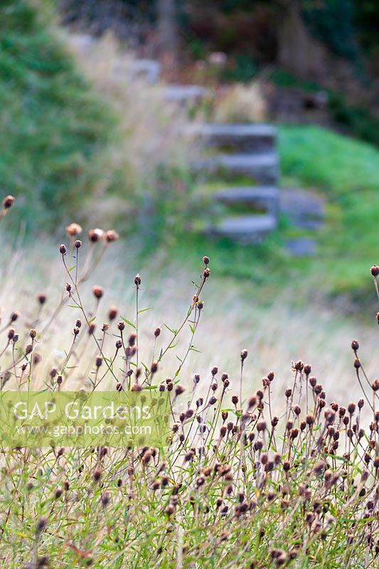 Perrycroft, Herefordshire. ( Archer ) seedheads in rough lawn with steps,( PR available )