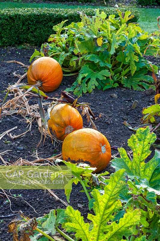 Pumpkins in kitchen garden,( PR available )