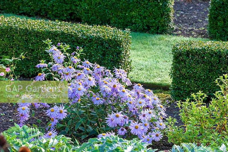 Perrycroft, Herefordshire. ( Archer ) Asters in autumn garden,( PR available )