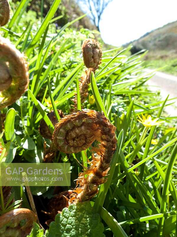 Emerging 'fiddleheads' of ferns in hedgerow on country lane