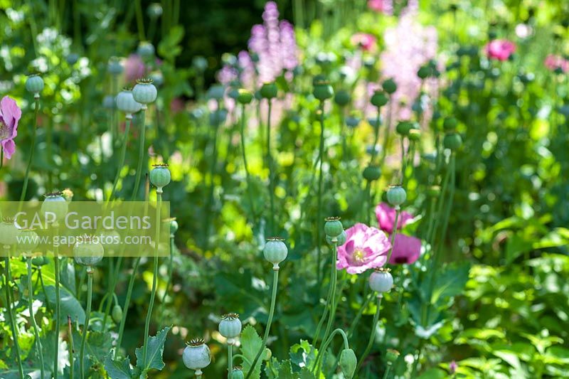 Opium Poppies ( Papaver somniferum )