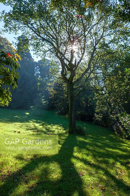 Perrycroft, Worcs. in autumn.  Gillian Archer's garden. sun filtering through tree