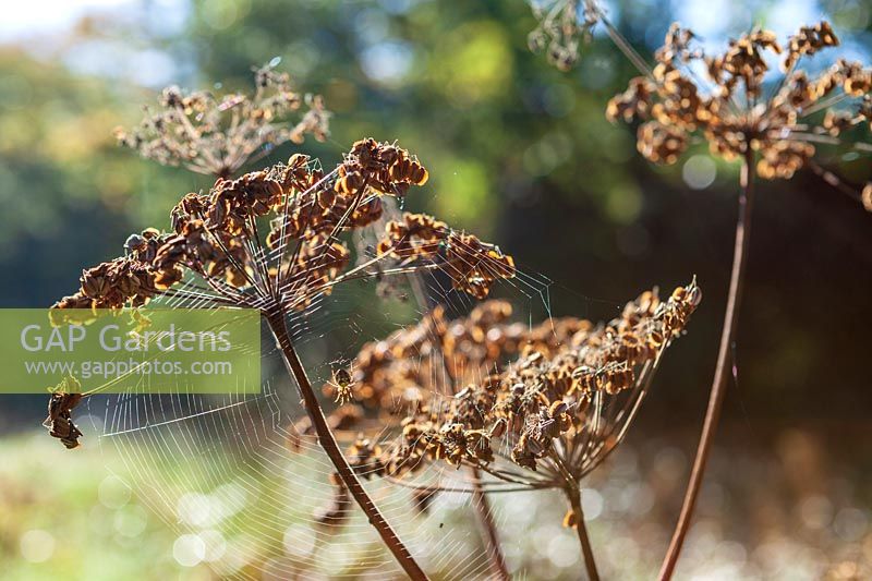 Hogweed seedhead with cobweb