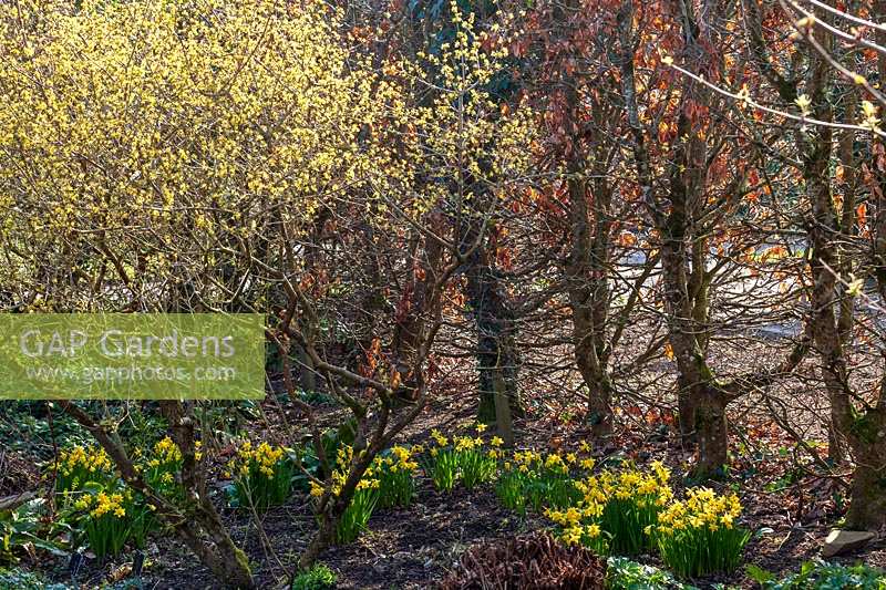 Narcissus 'Peeping Tom' daffodils in shady area of her garden, Spring at RHS Garden Rosemoor, Devon