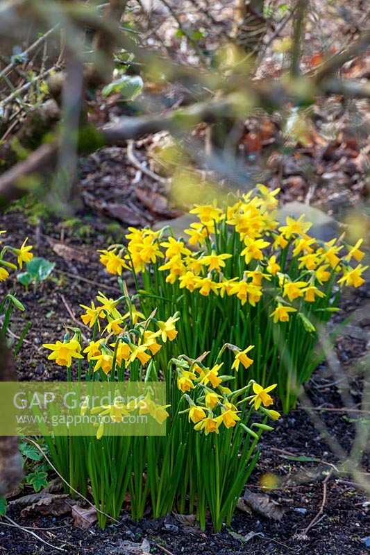 Narcissus 'Peeping Tom' daffodils in Spring