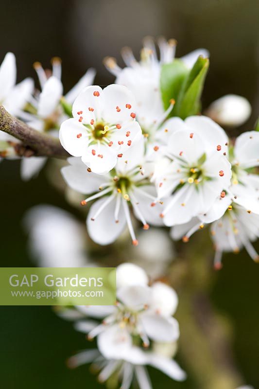 Prunus spinosa ( Blackthorn ) blossom in spring