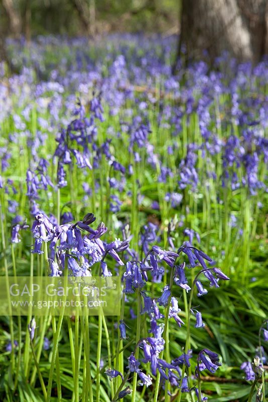 Bluebells ( Hyacinthoides non-scripta ) in Priors Wood, Somerset