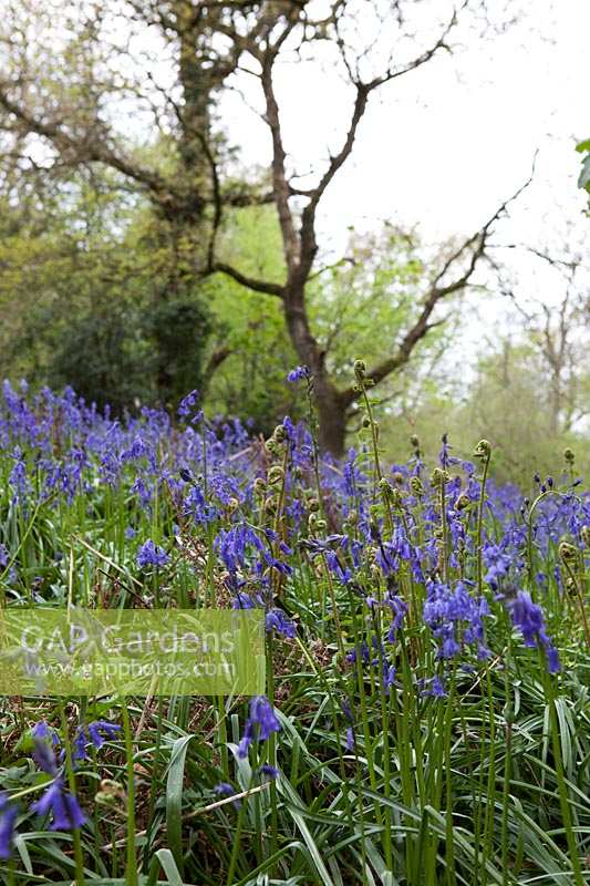 Bluebells ( Hyacinthoides non-scripta ) in Priors Wood, Somerset