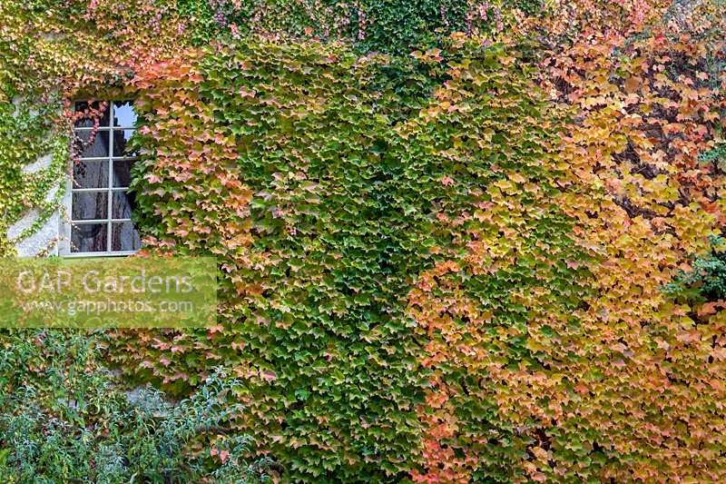 Autumnal Ivy-Covered wall at Chateau Rigaud in South West France