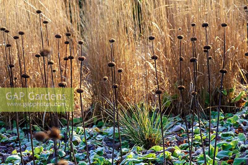 Phlomis russeliana seed heads in wintry garden