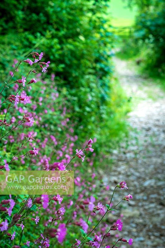 Red Campion flowering at edge of country lane
