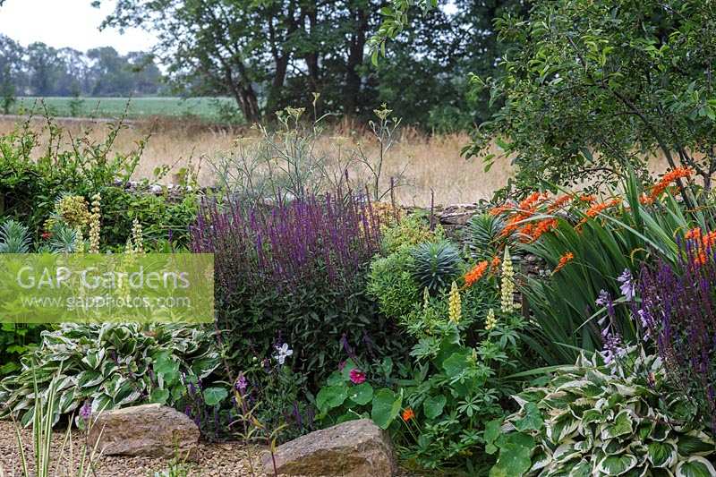 Sue O'Neill's garden at Field Cottage, Cirencester, Glos. Summer border with Cotswold garden wall and field behind