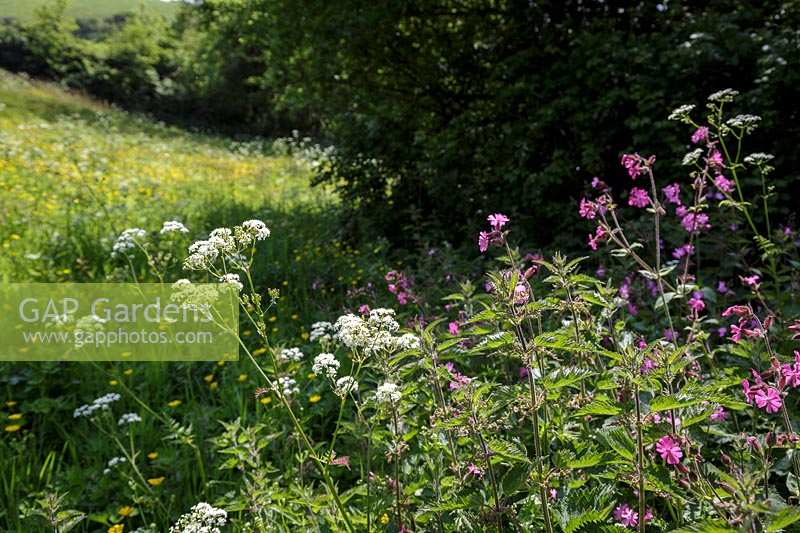 Edge of wildflower filled meadow with Cow Parsley and Red Campion
