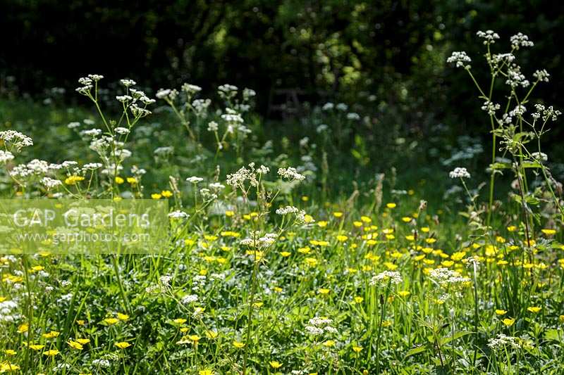 Edge of wildflower filled meadow with Cow Parsley and Buttercups