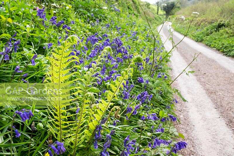 Hedgerow filled with wild flowers and new plant growth n Lannacombe, South Devon